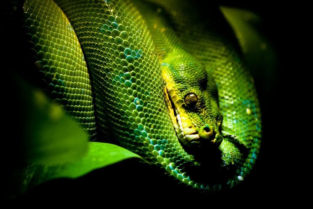 Krajta zelená (Chondropython viridis)