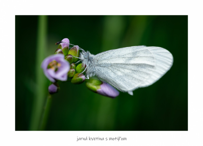 jarná kvetina s motýľom