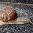 Slimácik