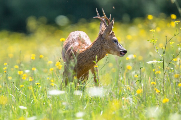 Srnec lesný (Capreolus capreolus)