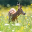Srnec lesný (Capreolus capreolus)