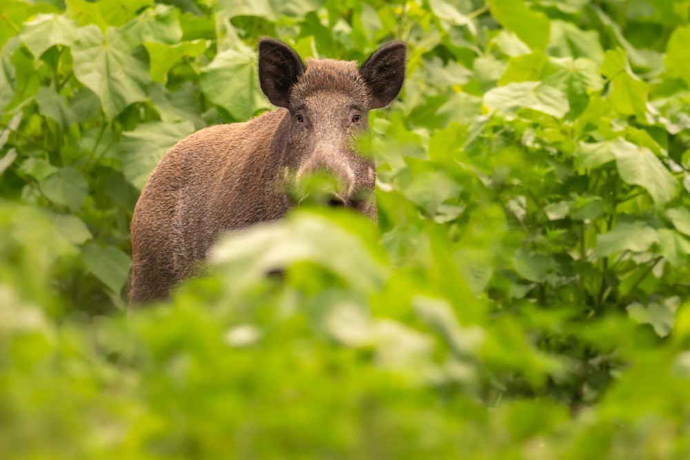 Diviak lesný, The wild boar (Sus scrofa)