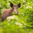 Diviak lesný, The wild boar (Sus scrofa)