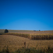 Žatva