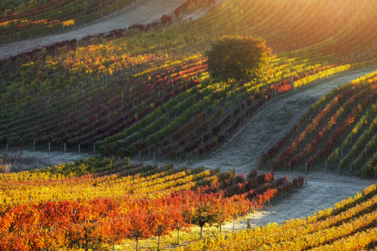 Farby jesene Južnej Moravy