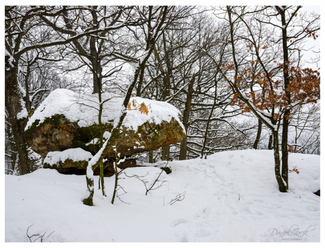Cervený Kameň, Les