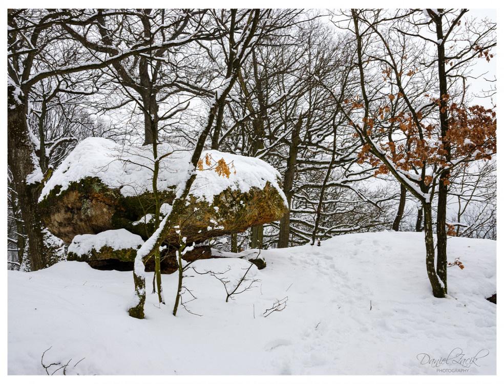 Cervený Kameň, Les