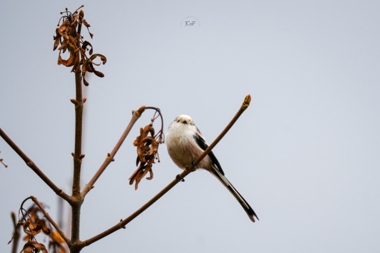 Mlynárka dlhochvostá