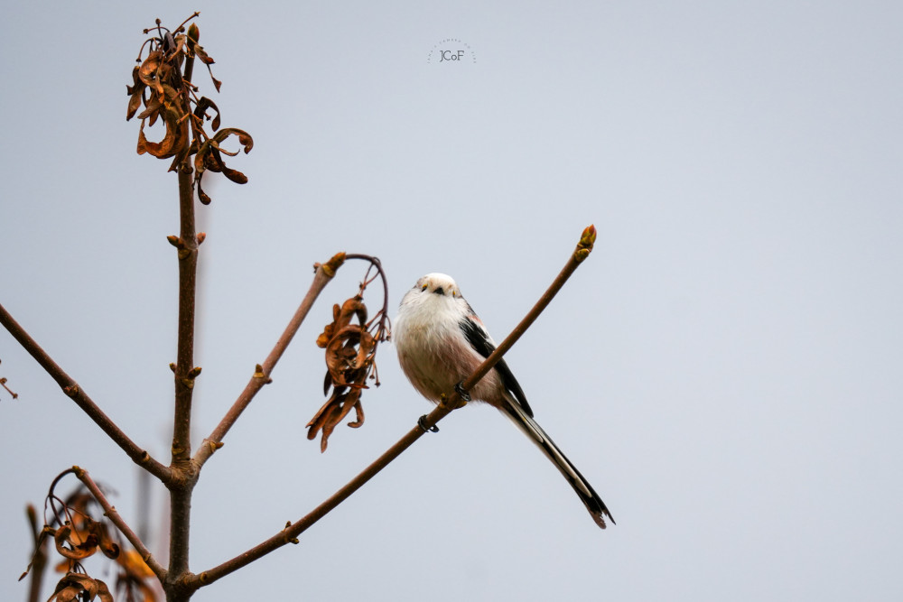 Mlynárka dlhochvostá