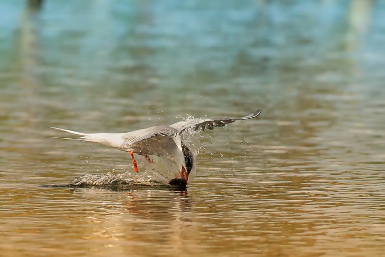 Rybák obecný (Sterna hirundo)