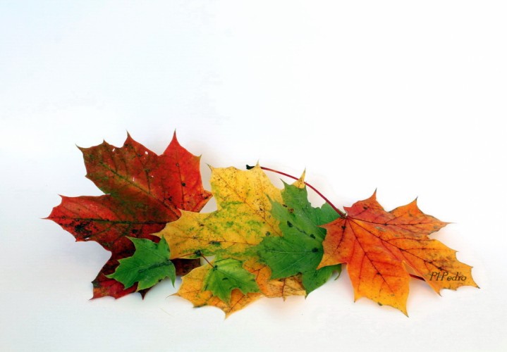 jesenné farbenie listov
