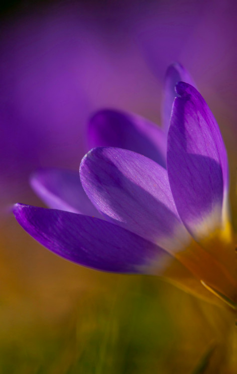 Crocus