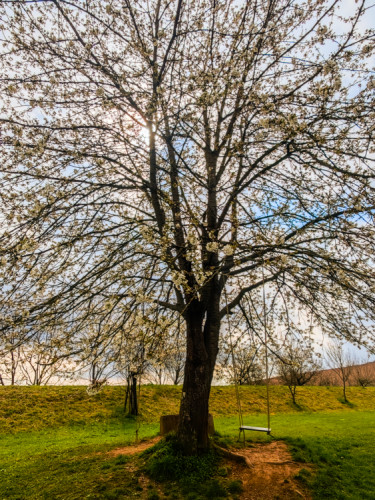 Odpočinok pod stromom