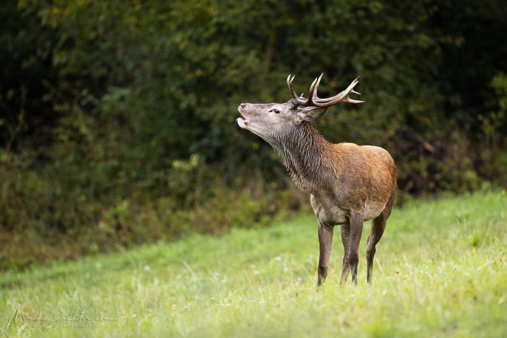 Cervus elaphus (jeleň lesný)