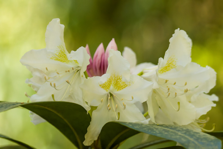 Rododendron