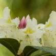 Rododendron