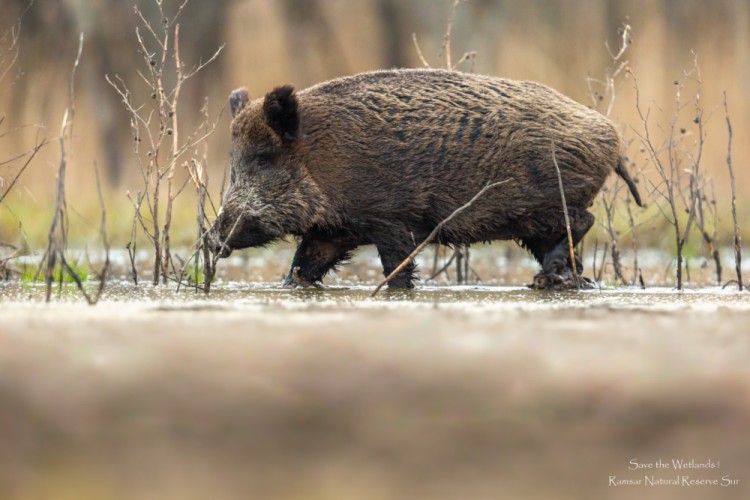 Diviak lesný, The wild boar (Sus scrofa)