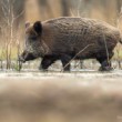 Diviak lesný, The wild boar (Sus scrofa)