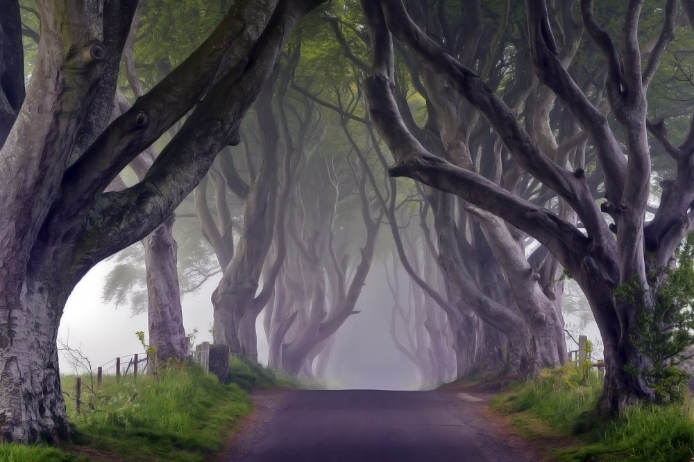 Dark Hedges