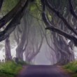 Dark Hedges