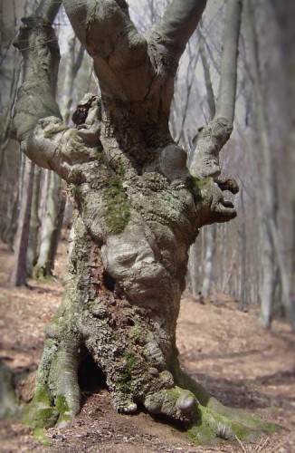 Ježibabin strom
