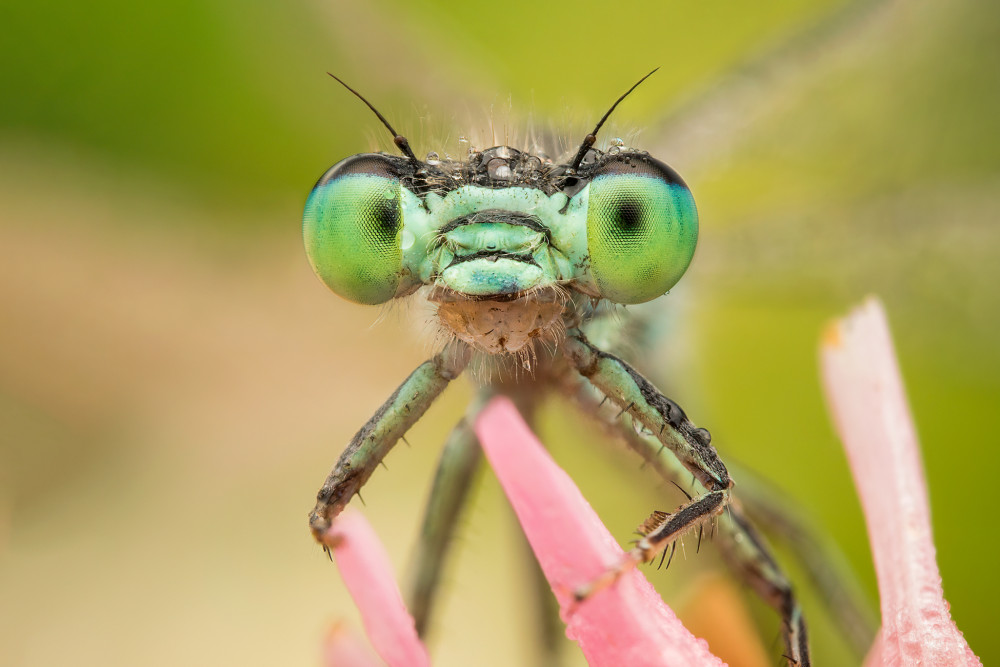 Ischnura pumilio