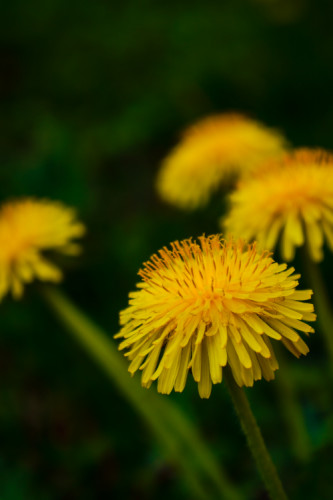 Makro, detail