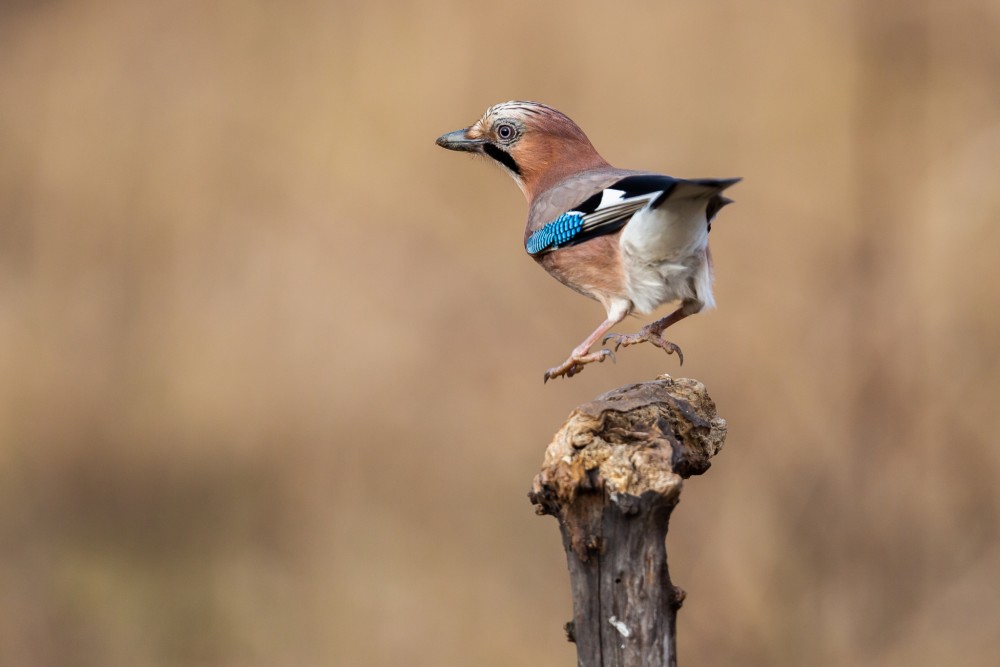 sojka škriekavá, The Eurasian jay (Garrulus glandarius)