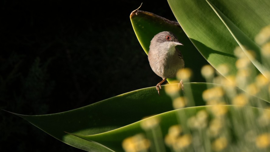 Penica sivá (Sardinian warbler)