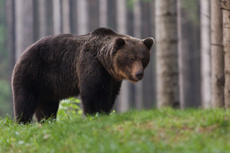 Medveď hnedý (Ursus arctos)