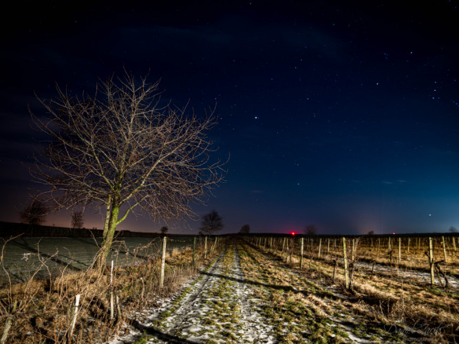 Nočný pohľad na vinohrad