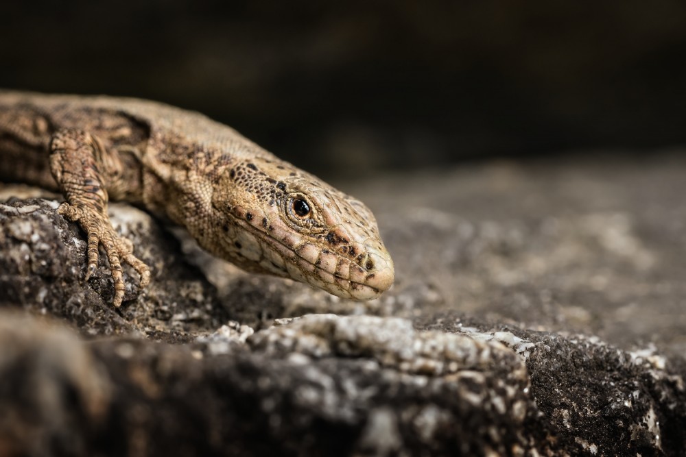 Jašterica múrová – Podarcis muralis