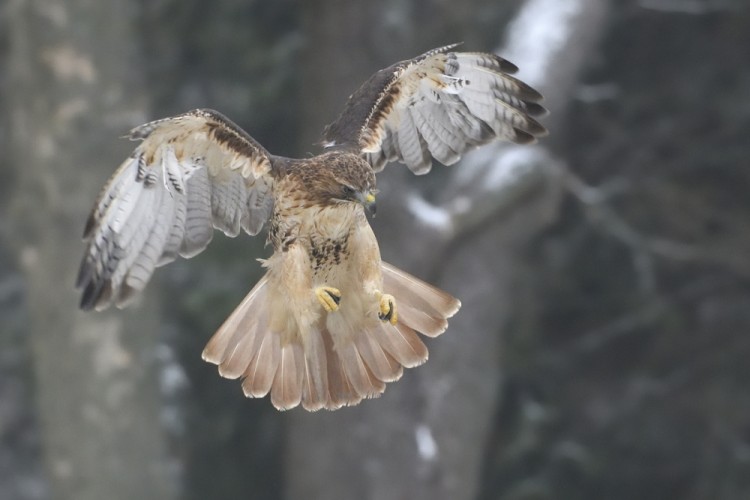 Buteo jamaicensis