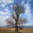 Osamotený