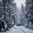 Winter wonderland