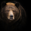 medveď