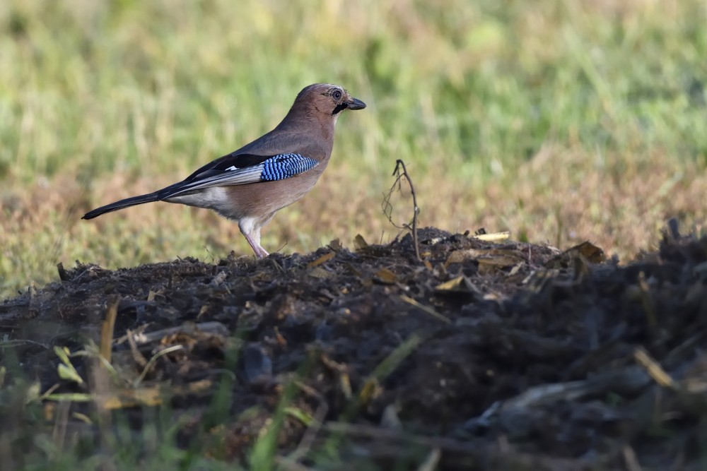 Garrulus glandarius