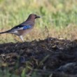 Garrulus glandarius