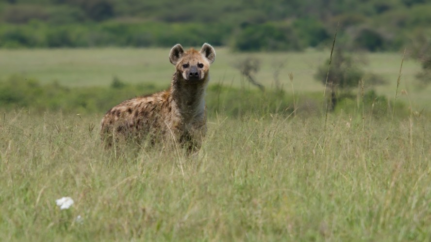 Hyena škvrnitá, Masai Mara, Keňa