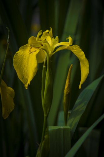 Iris