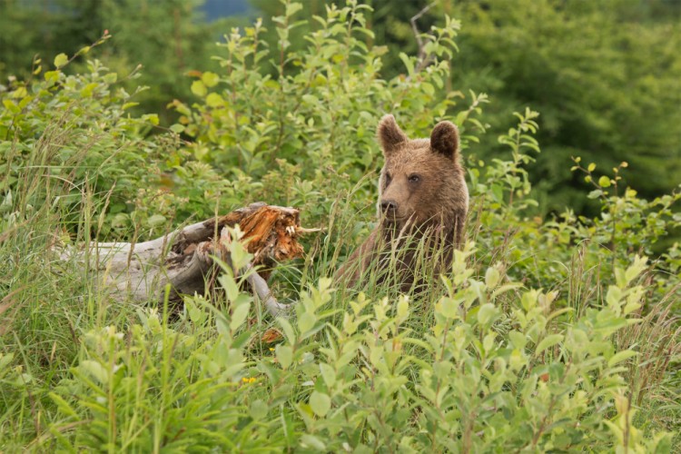 Ursus arctos (medveď hnedý)