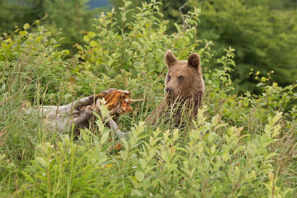 Ursus arctos (medveď hnedý)