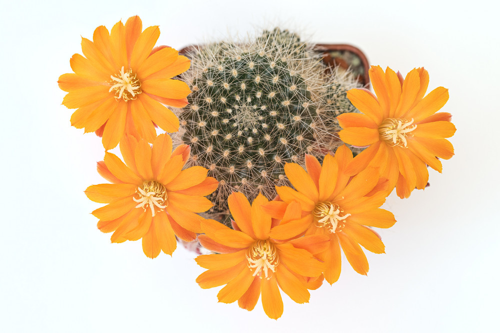 Rebutia flavistylla