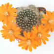Rebutia flavistylla