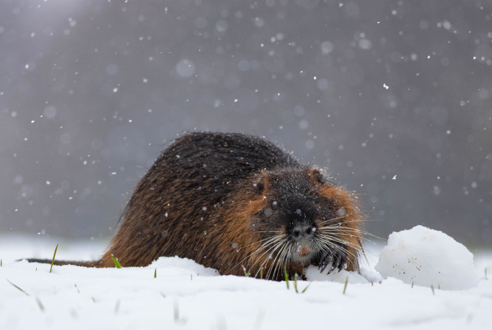 Nutria v zimnej atmosfére