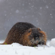 Nutria v zimnej atmosfére