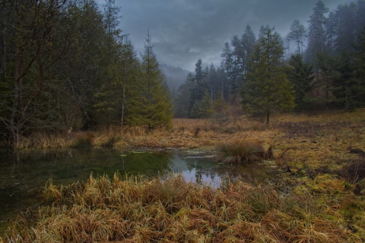 Divoká príroda vo Veľkej Fatre.