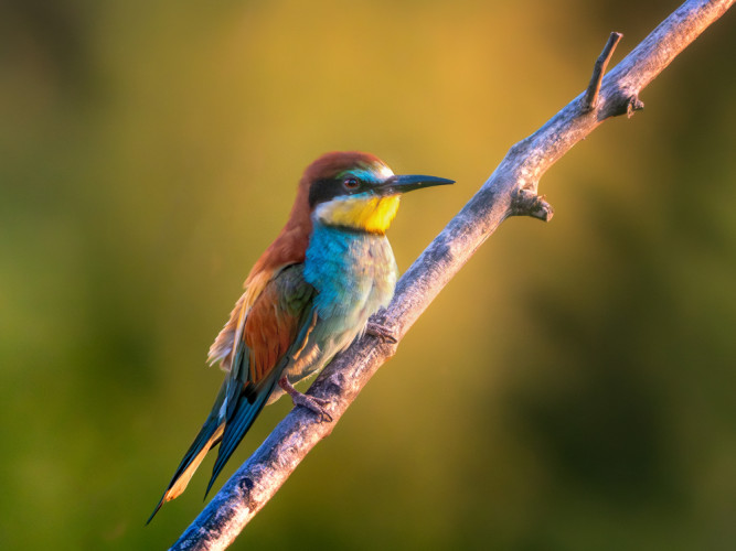 Merops apiaster