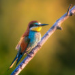 Merops apiaster