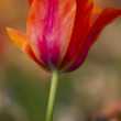 Tulipán